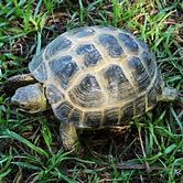 Russian Tortoise