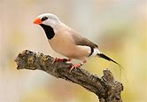Finches - Shafttail