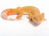 Leopard Gecko - Sunglow