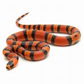 Milksnake - Tangerine
