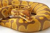 Ball Python - Ultramel