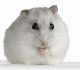 Hamsters - Djungarian Dwarf Winter White Male