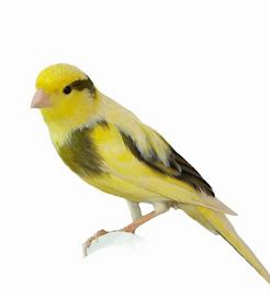 Canaries - Yellow / Varigated Female
