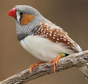 Zebra Finch