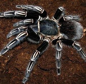 Tarantula - Zebra Knee
